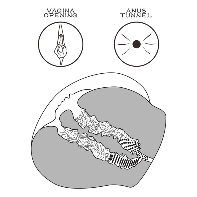 Светлый мастурбатор «Streetgirls № 12» от «Lovetoy» (вагина+анус) Светлый мастурбатор «Streetgirls № 12» от «Lovetoy» (вагина+анус)